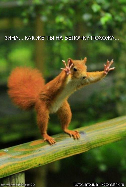 Котоматрица: ЗИНА... КАК ЖЕ ТЫ НА БЕЛОЧКУ ПОХОЖА...