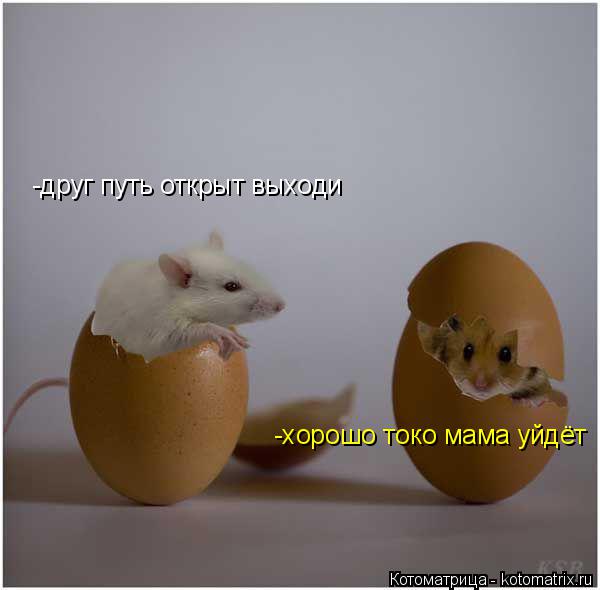 Котоматрица: -друг путь открыт выходи -хорошо токо мама уйдёт