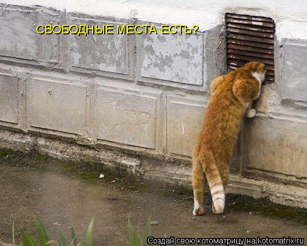 Котоматрица: СВОБОДНЫЕ МЕСТА ЕСТЬ?