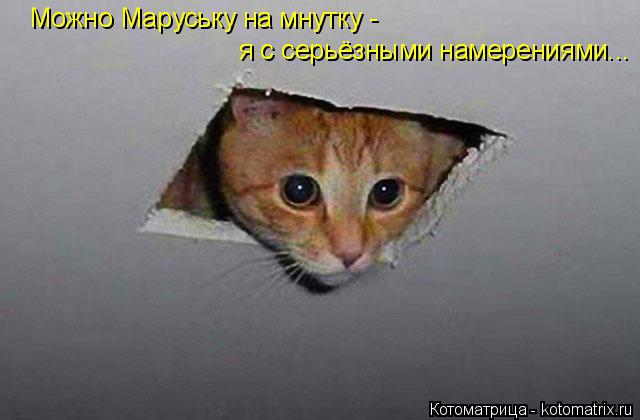 Котоматрица: Можно Маруську на мнутку -  я с серьёзными намерениями...