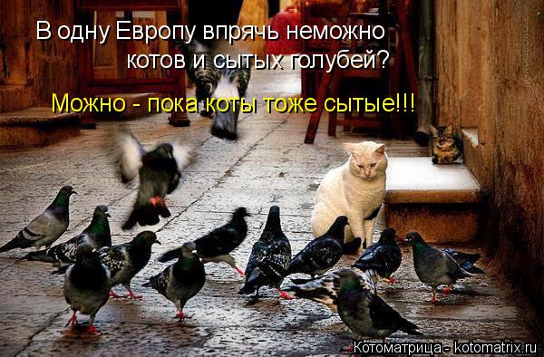 Котоматрица: В одну Европу впрячь неможно котов и сытых голубей? Можно - пока коты тоже сытые!!!