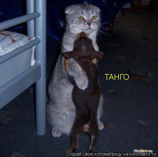 Котоматрица: ТАНГО