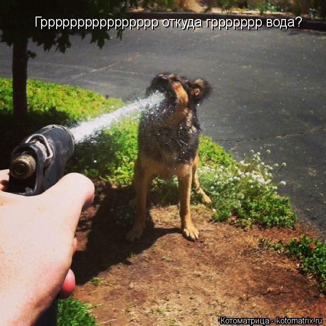 Котоматрица: Грррррррррррррррр откуда гррррррр вода?