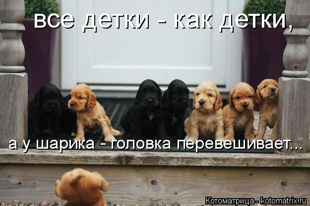 Котоматрица: все детки - как детки, а у шарика - головка перевешивает...