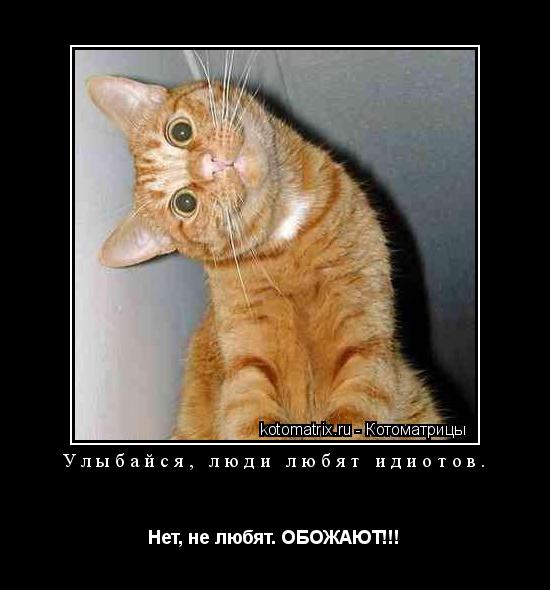 Котоматрица: Улыбайся, люди любят идиотов. Нет, не любят. ОБОЖАЮТ!!!