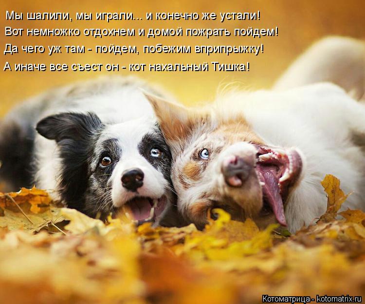 Котоматрица: Мы шалили, мы играли... и конечно же устали! Вот немножко отдохнем и домой пожрать пойдем! Да чего уж там - пойдем, побежим вприпрыжку! А иначе 
