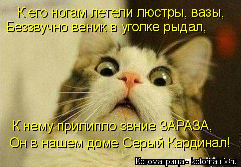 Котоматрица: К его ногам летели люстры, вазы, К нему прилипло звние ЗАРАЗА, Беззвучно веник в уголке рыдал, Он в нашем доме Серый Кардинал!
