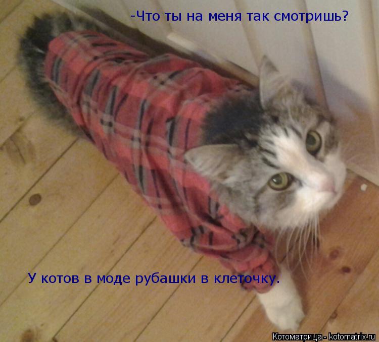 Котоматрица: -Что ты на меня так смотришь? У котов в моде рубашки в клеточку.