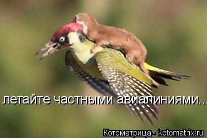 Котоматрица: летайте частными авиалиниями...