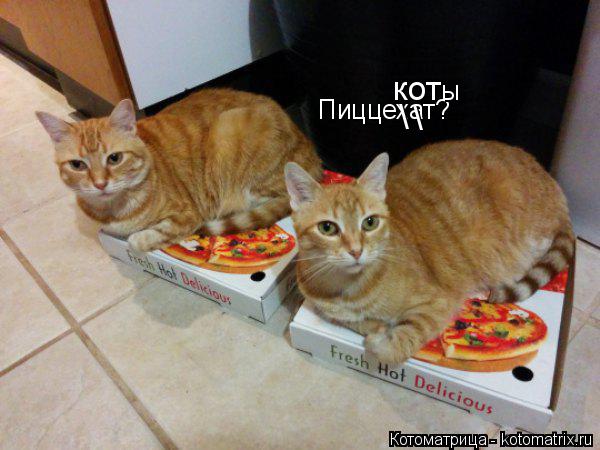 Котоматрица: Пиццехат? \ \ кот ы