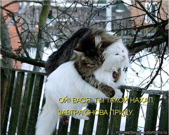 Котоматрица: ОЙ! ВАСЯ! ТЫ ТАКОЙ НАХАЛ. ЗАВТРА СНОВА ПРИДУ.