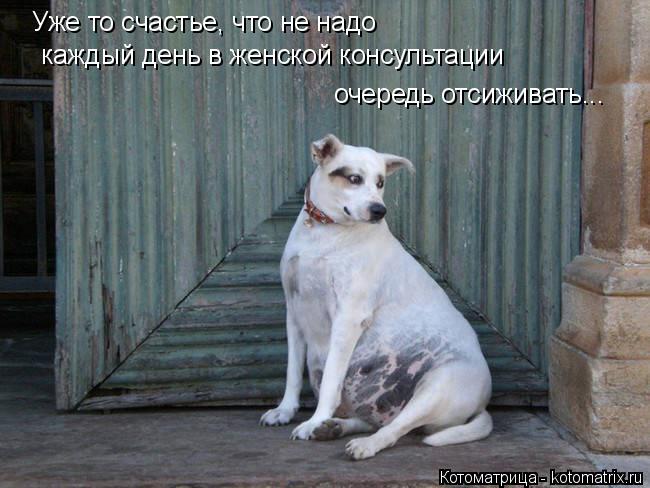 Котоматрица: Уже то счастье, что не надо  каждый день в женской консультации очередь отсиживать...
