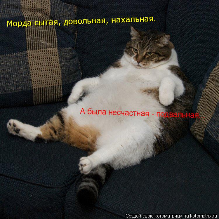 Котоматрица: Морда сытая, довольная, нахальная.  А была несчастная - подвальная...