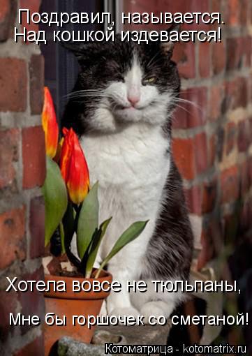 Поздравил, называется. Над кошкой издевается! Хотела вовсе не тюльпаны, Мне бы горшочек со сметаной!... Котоматрица: Поздравил, называется. Над кошкой издевается! Хотела вовсе не тюльпаны, Мне бы горшочек со сметаной!