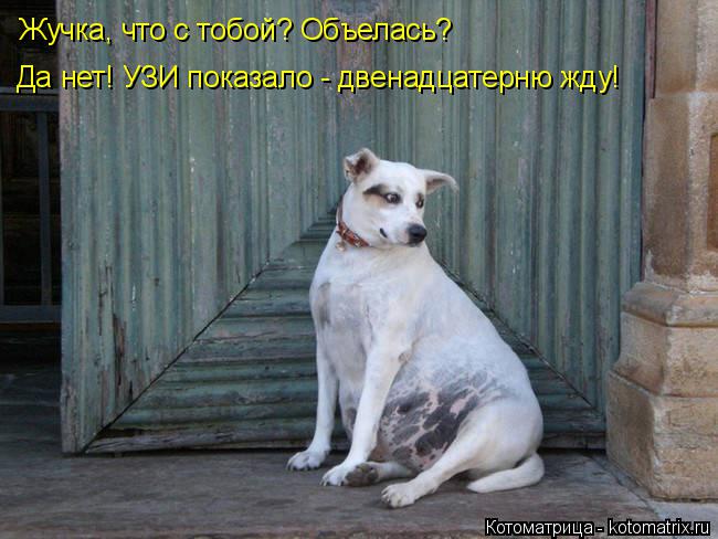 Котоматрица: Жучка, что с тобой? Объелась? Жучка, что с тобой? Объелась? Да нет! УЗИ показало - двенадцатерню жду!