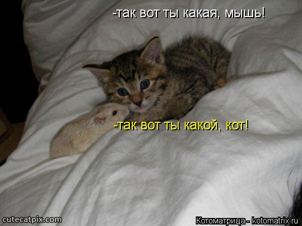 Котоматрица: -так вот ты какая, мышь! -так вот ты какой, кот!