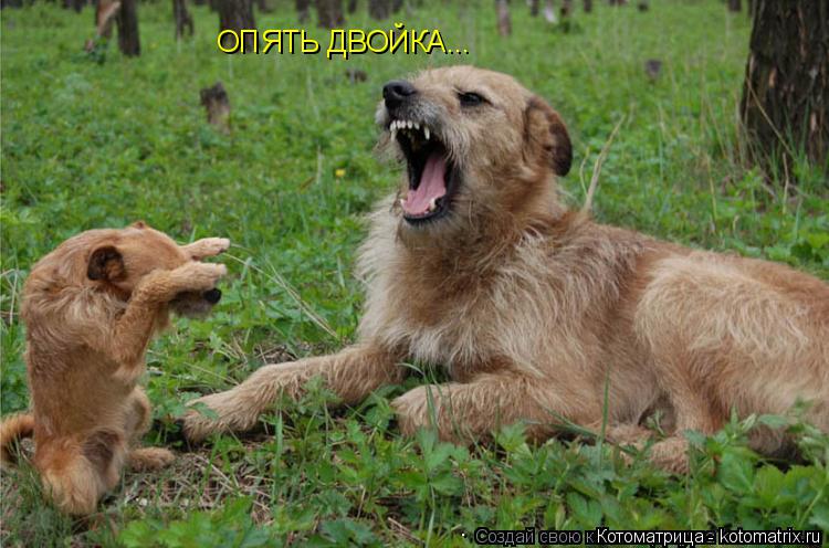 Котоматрица: ОПЯТЬ ДВОЙКА...