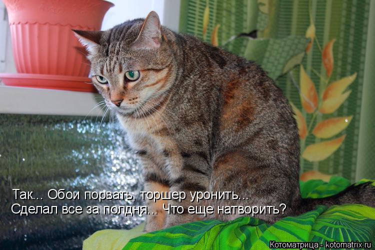 Так... Обои порвать, торшер уронить... Сделал все за полдня... Что еще натворить?... Котоматрица: Так... Обои порвать, торшер уронить... Сделал все за полдня... Что еще натворить?