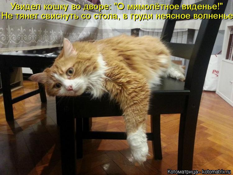 Котоматрица: Увидел кошку во дворе: "О мимолётное виденье!" Не тянет свиснуть со стола, в груди неясное волненье.