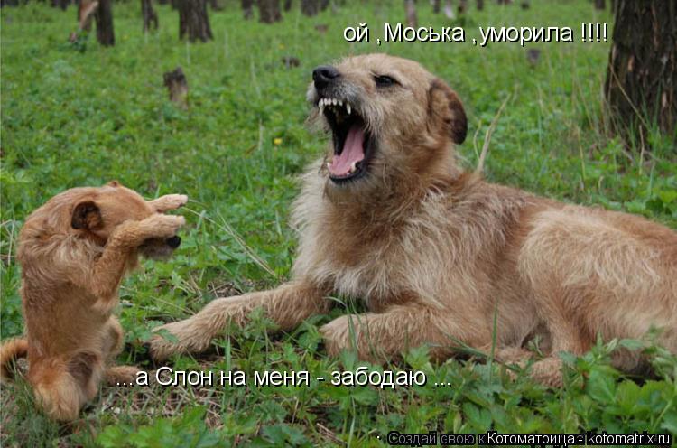 Котоматрица: ой ,Моська ,уморила !!!! ...а Слон на меня - забодаю ...