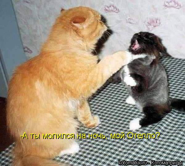 Котоматрица: -А ты молился на ночь, мой Отелло?