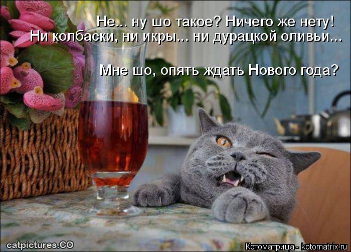 Не... ну шо такое? Ничего же нету! Ни колбаски, ни икры... ни дурацкой оливьи... Мне шо, опять ждать ... Котоматрица: Не... ну шо такое? Ничего же нету! Ни колбаски, ни икры... ни дурацкой оливьи... Мне шо, опять ждать Нового года?