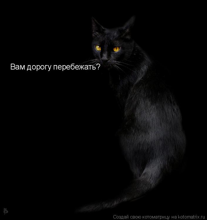 Вам дорогу перебежать?... Котоматрица: Вам дорогу перебежать?