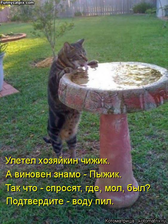Котоматрица: Улетел хозяйкин чижик. А виновен знамо - Пыжик. Так что - спросят, где, мол, был? Подтвердите - воду пил.