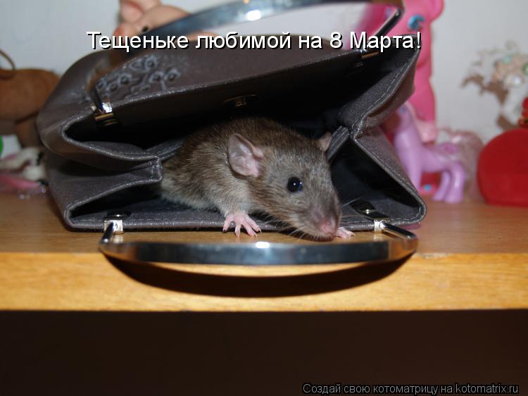 Котоматрица: Тещеньке любимой на 8 Марта!