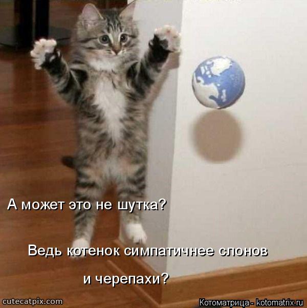 Котоматрица: Ведь котенок симпатичнее слонов и черепахи? А может это не шутка?