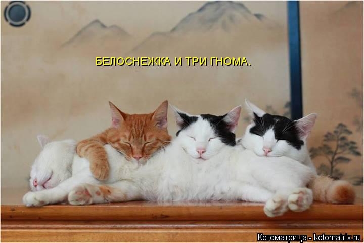 Котоматрица: БЕЛОСНЕЖКА И ТРИ ГНОМА.