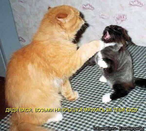 Котоматрица: ДЯДЯ ВАСЯ, ВОЗЬМИ НА КРЫШУ.Я МЯУКАТЬ ЗА ТЕБЯ БУДУ.