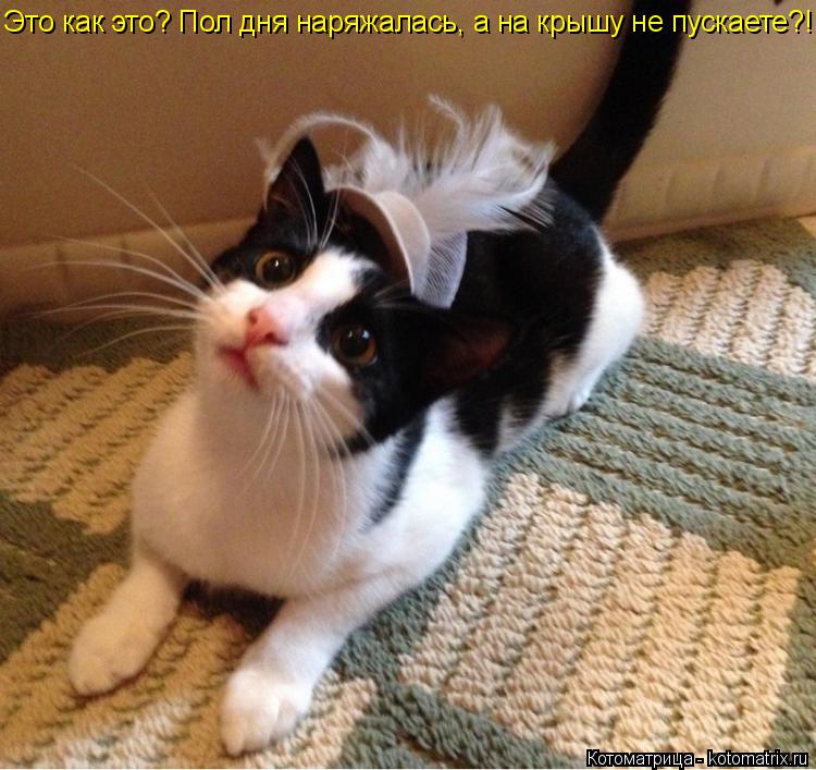 Котоматрица: Это как это? Пол дня наряжалась, а на крышу не пускаете?!