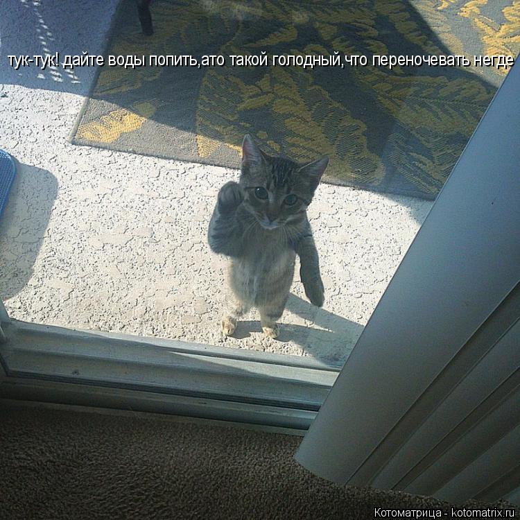 Котоматрица: тук-тук! дайте воды попить,ато такой голодный,что переночевать негде