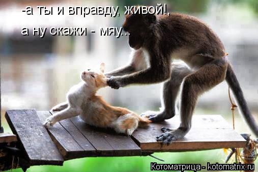 Котоматрица: -а ты и вправду, живой!, а ну скажи - мяу...