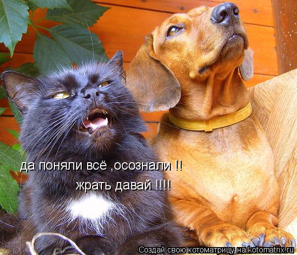 Котоматрица: да поняли всё ,осознали !! жрать давай !!!!