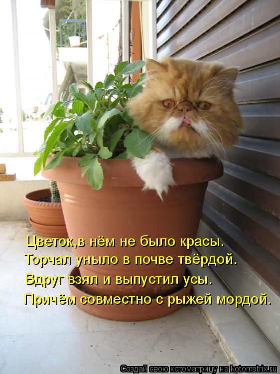 Причём совместно с рыжей мордой. Вдруг взял и выпустил усы. Торчал уныло в почве твёрдой. Цветок,в нё... Котоматрица: Причём совместно с рыжей мордой. Вдруг взял и выпустил усы. Торчал уныло в почве твёрдой. Цветок,в нём не было красы.
