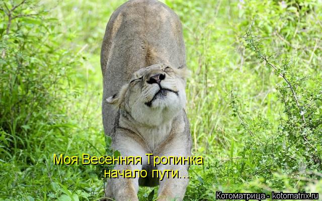 Котоматрица: Моя Весенняя Тропинка начало пути....