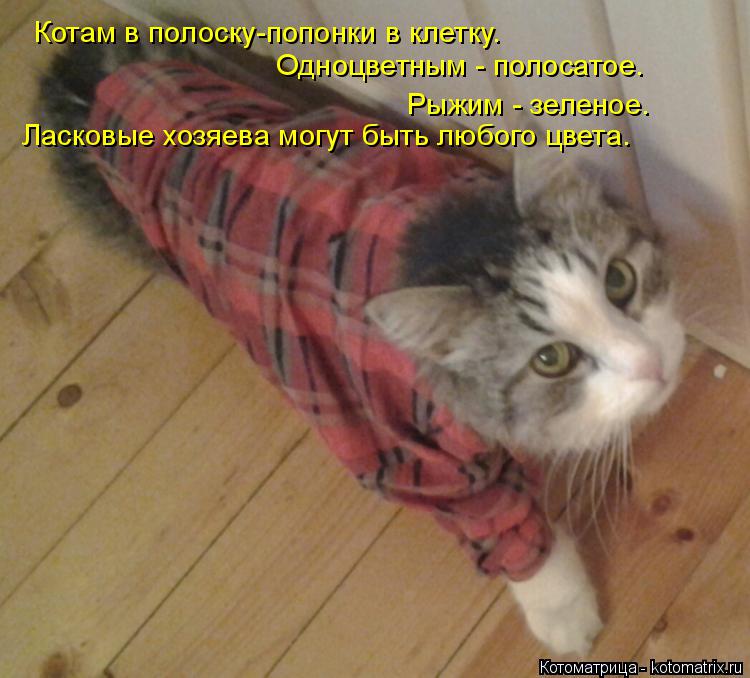 Котоматрица: Котам в полоску-попонки в клетку. Одноцветным - полосатое. Рыжим - зеленое. Ласковые хозяева могут быть любого цвета.