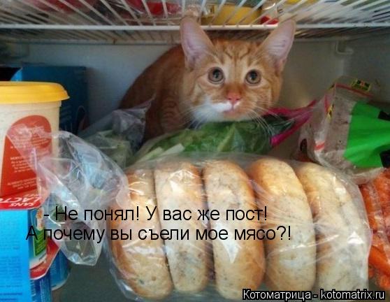 Котоматрица: - Не понял! У вас же пост! А почему вы съели мое мясо?!