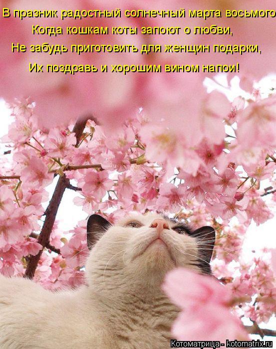 Котоматрица: В празник радостный солнечный марта восьмого, Когда кошкам коты запоют о любви, Не забудь приготовить для женщин подарки, Их поздравь и хор