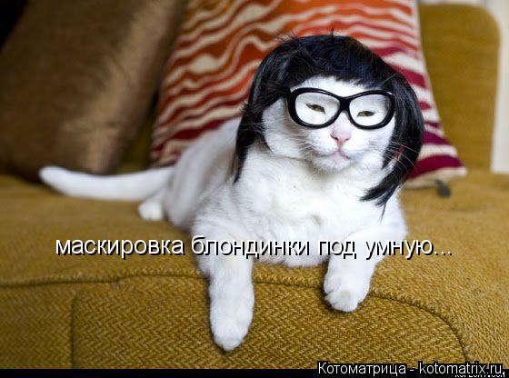 Котоматрица: маскировка блондинки под умную...