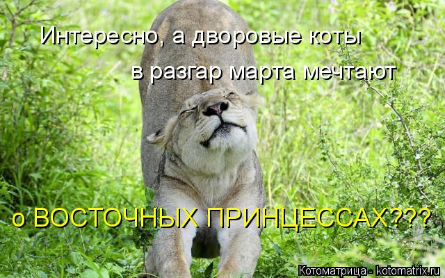 Котоматрица: Интересно, а дворовые коты  в разгар марта мечтают  о ВОСТОЧНЫХ ПРИНЦЕССАХ???