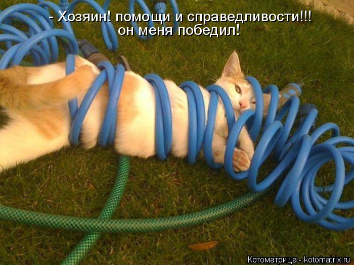 Котоматрица: - Хозяин! помощи и справедливости!!! он меня победил!