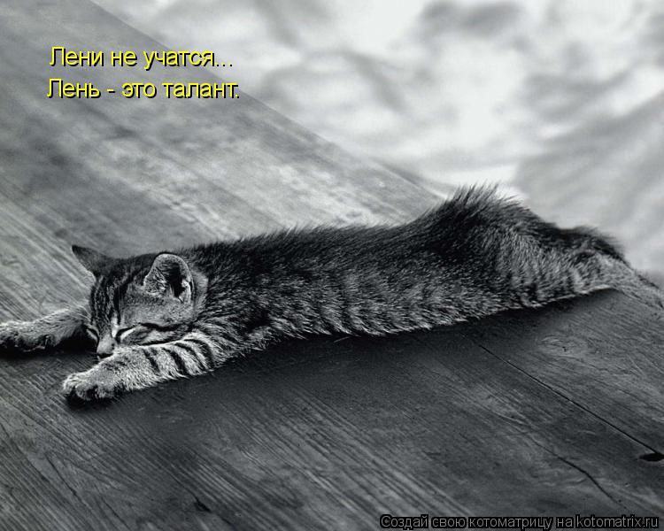 Котоматрица: Лени не учатся... Лень - это талант.