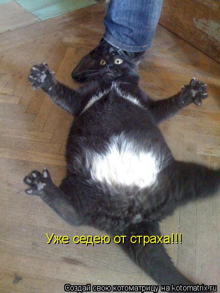 Котоматрица: Уже седею от страха!!!