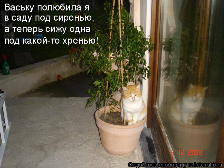 Котоматрица: Ваську полюбила я в саду под сиренью, а теперь сижу одна под какой-то хренью!