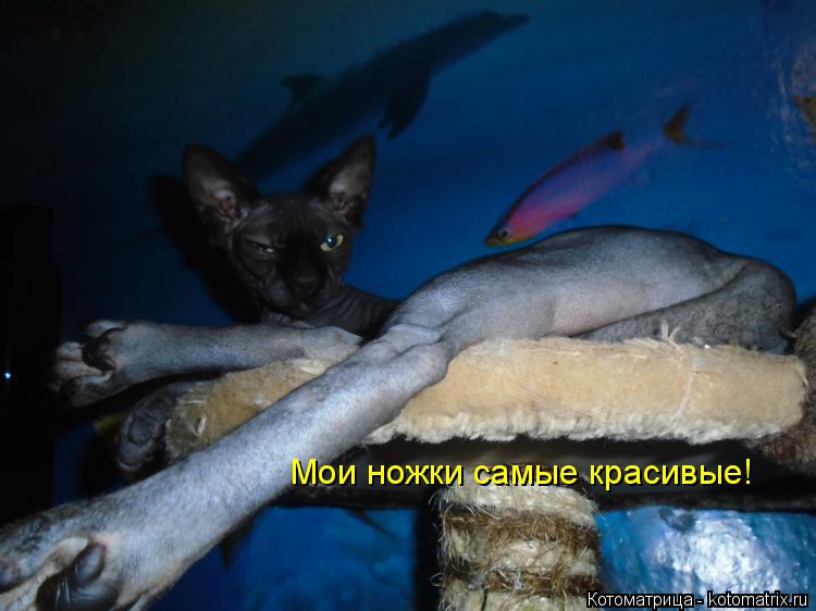 Котоматрица: Мои ножки самые красивые!