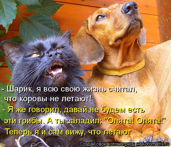 Котоматрица: - Шарик, я всю свою жизнь считал,  что коровы не летают! - Я же говорил, давай не будем есть  эти грибы. А ты заладил: "Опята! Опята!"  Теперь я и са