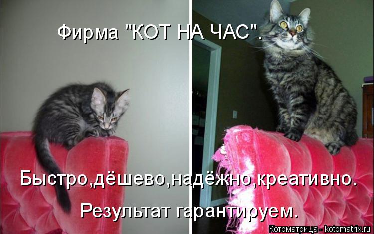 Котоматрица: Фирма "КОТ НА ЧАС". Быстро,дёшево,надёжно,креативно. Результат гарантируем.
